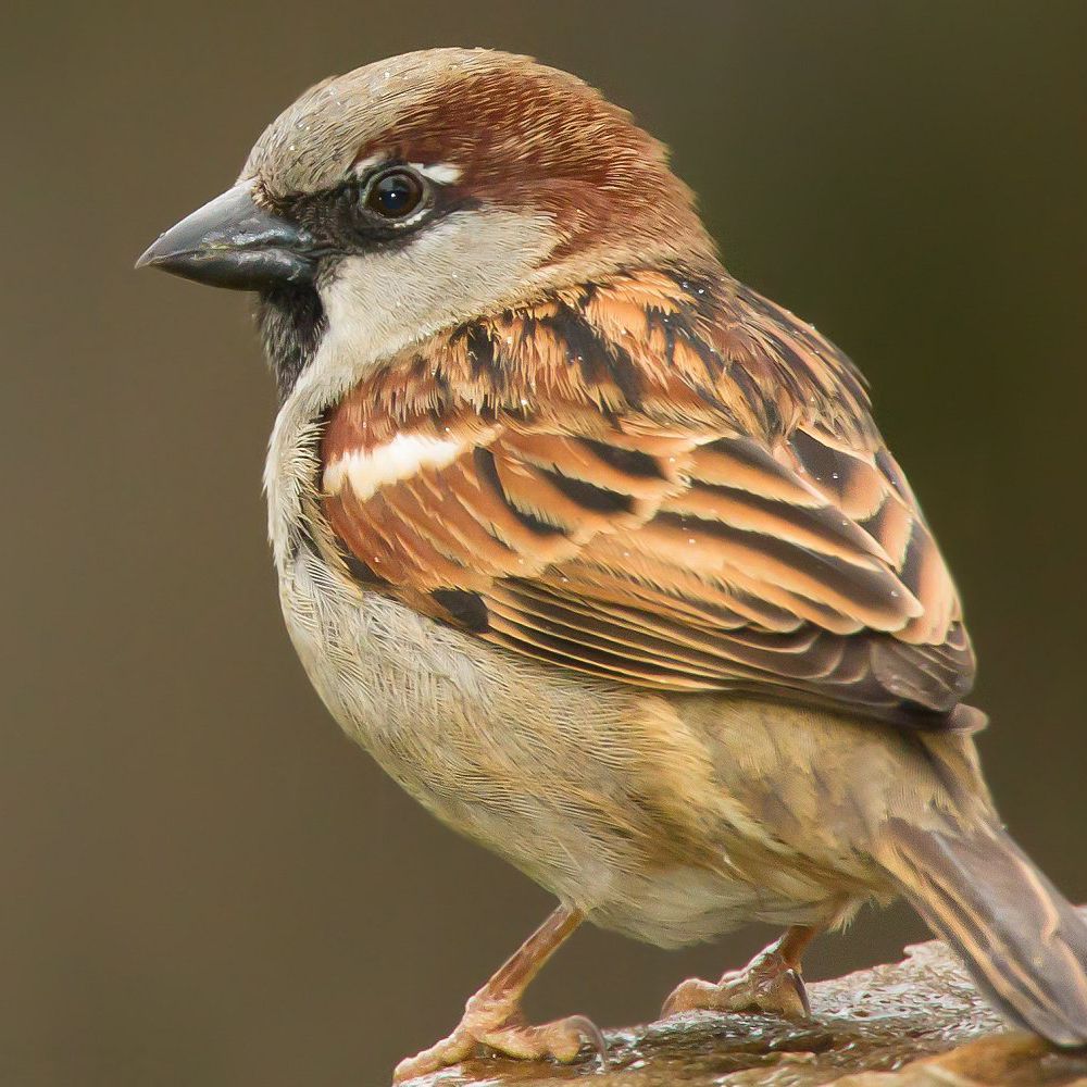 a house sparrow also known as a weaver finch