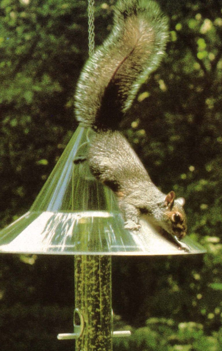 Tips On Using Squirrel Baffles Wild Bird Habitat Store