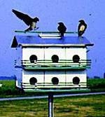 Purple Martin Houses