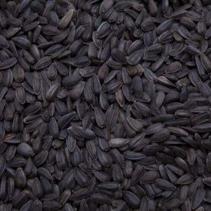 black oil sunflower seed