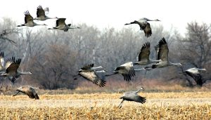 sandhills cranes migrating