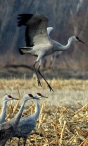 four sandhills cranes. three standing in a field with dead cornstalks and one in the air a few feet above them