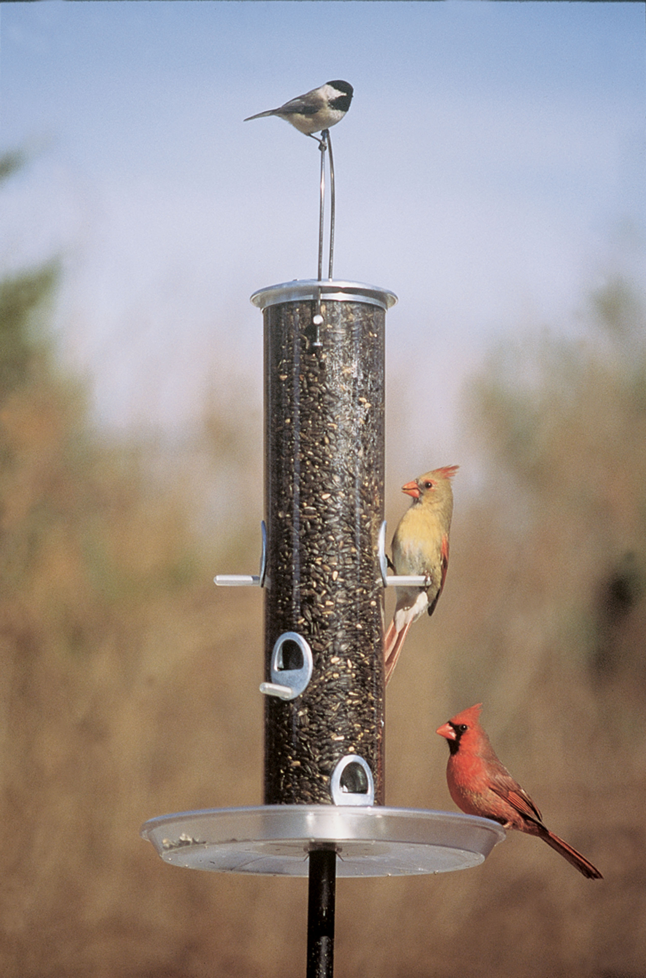 Tube bird deals feeders