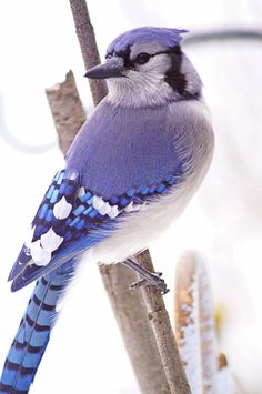 Blue Jay - Wild Birds