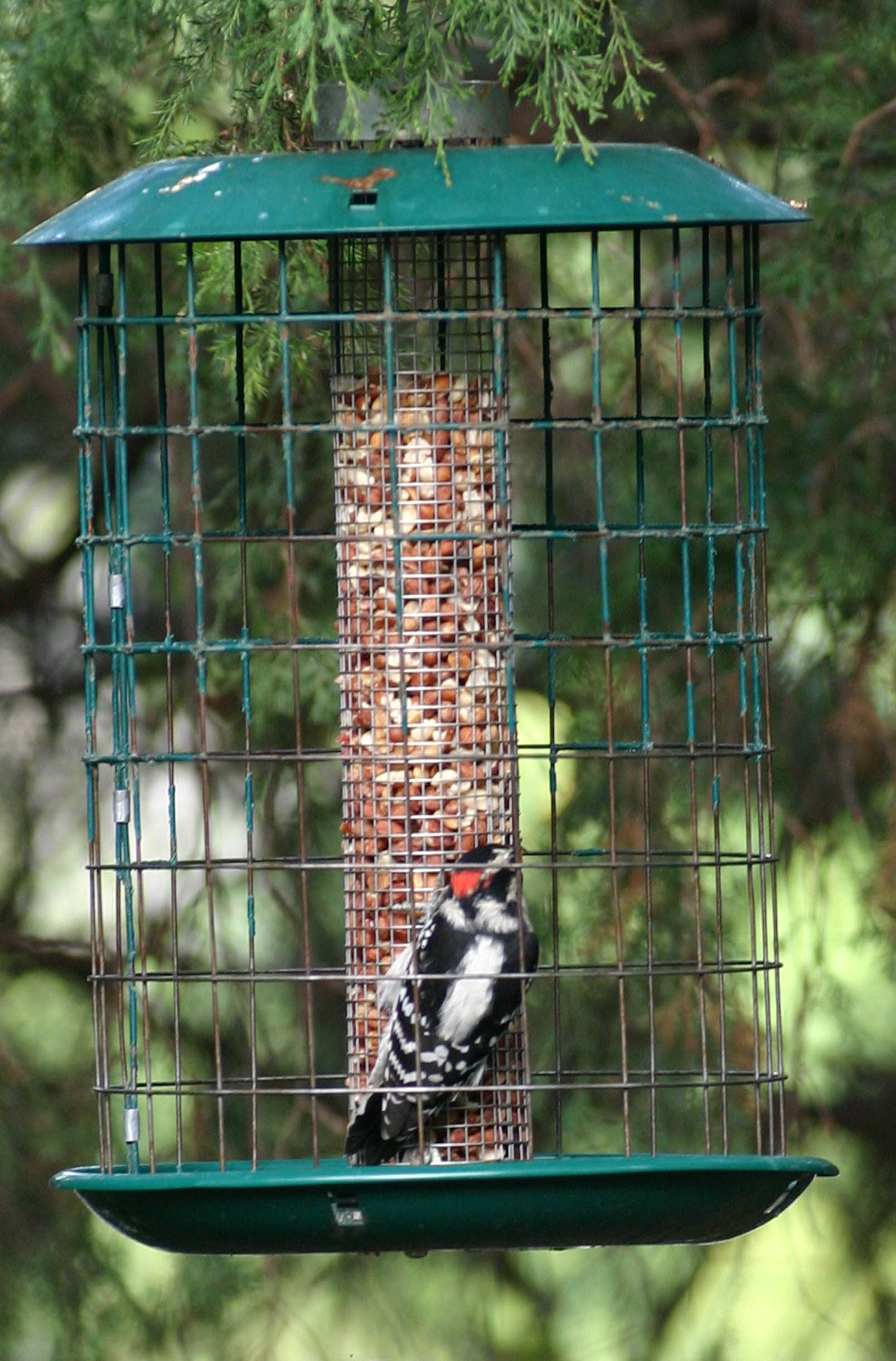 blackbird feeder cage