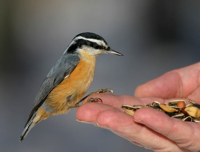 Red-breasted Nuthatches: Common Backyard Feeders