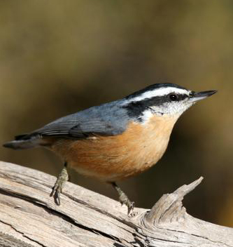 Red-breasted Nuthatches: Common Backyard Feeders