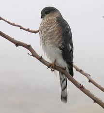 sharp shinned hawk range