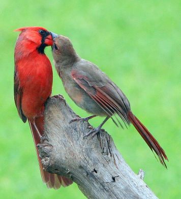 two cardinals rubbing beaks 