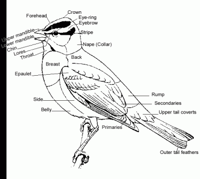 Bird Identifyication Basics - Wild Bird Feeder and Accessory Store