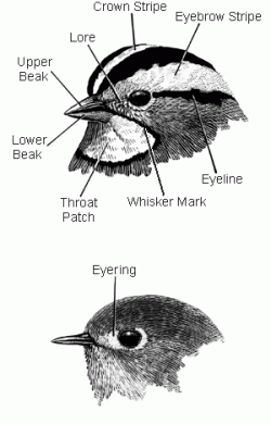 Bird Identifyication Basics - Wild Bird Feeder and Accessory Store