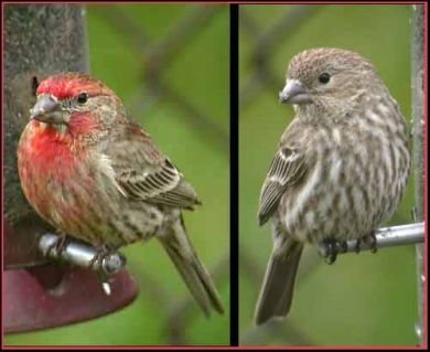 house finch diet