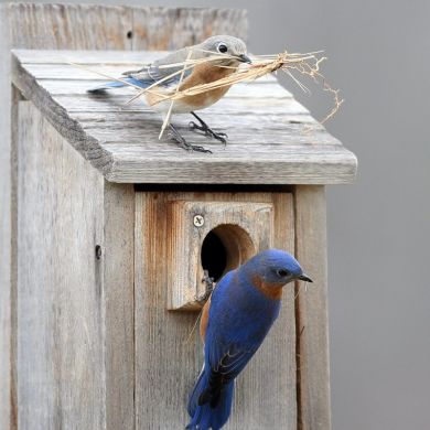 two bluebirds preparing their nest in a bluebird box