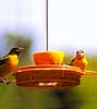 Attracting and Feeding Orioles Tips and Tricks