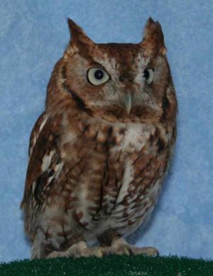 Eastern Screech Owl - Wild Bird Feeder and Accessory Store