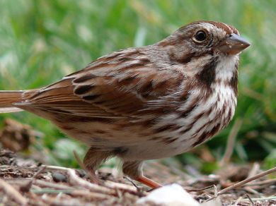 song sparrow