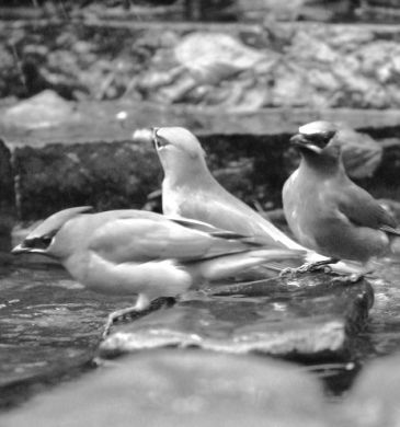 black and white photo of three cedar waxwings
