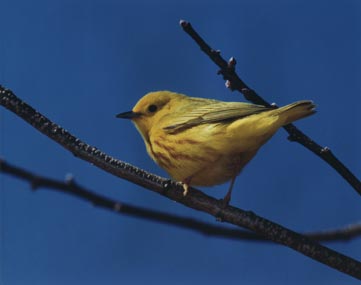American yellow warbler on a tree branch